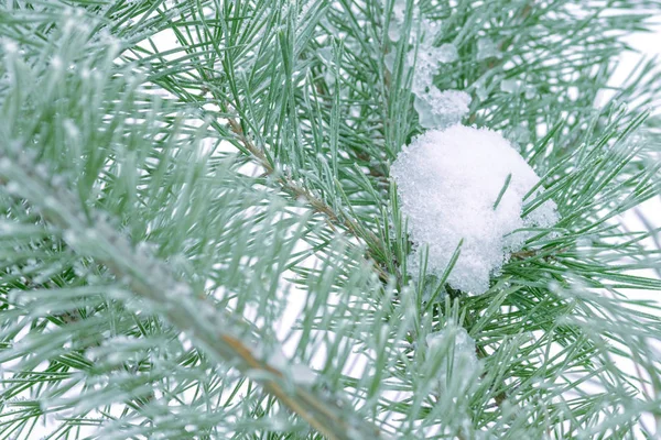 Aghi Verdi Pino Ricoperti Neve Primo Piano — Foto Stock