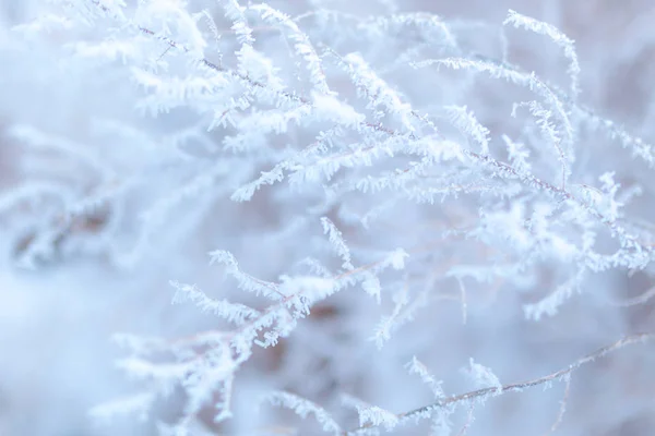 Ramas Heladas Cubiertas Hoarfrost Blanco Campo Invernal —  Fotos de Stock