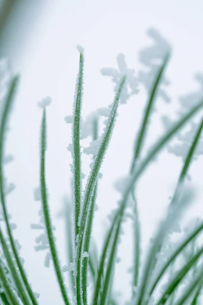 Pine Tree Green Needles Covered Snow Close — Stock Photo, Image