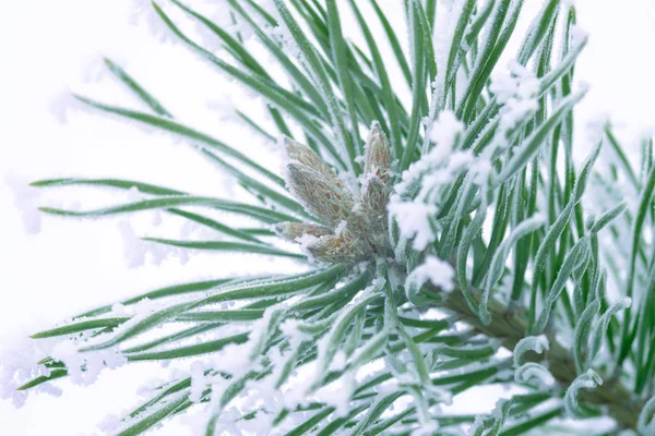 松の雪に覆われた木緑針クローズ アップ — ストック写真