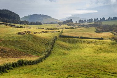 Azores, Portekiz, Avrupa'da tarım arazilerinin tepeleri ve çayırları