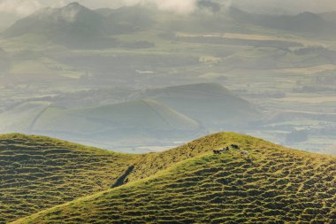 Azores, Portekiz, Avrupa'da tarım arazilerinin tepeleri ve çayırları