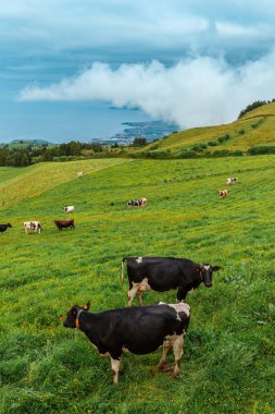 Azores, Portekiz, Avrupa'da yeşil çayırda otlayan manzarası