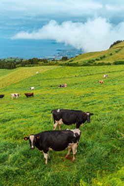 Azores, Portekiz, Avrupa'da yeşil çayırda otlayan manzarası