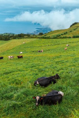 Azores, Portekiz, Avrupa'da yeşil çayırda otlayan manzarası
