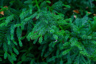 Tenerife, Kanarya Adaları, Botanik bahçesinde büyüyen yeşil iğne yapraklı ağaç dalları