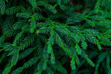 Tenerife, Kanarya Adaları, Botanik bahçesinde büyüyen yeşil iğne yapraklı ağaç dalları