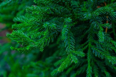 Tenerife, Kanarya Adaları, Botanik bahçesinde büyüyen yeşil iğne yapraklı ağaç dalları