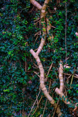Tropik ağaç Botanik Bahçesi Tenerife, Kanarya Adaları, büyüyen yemyeşil bitki örtüsü ile