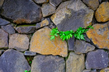 Botanik Bahçesi Tenerife, Kanarya Adaları, yeşil ile eski taş duvar pütürlü yüzeyi bırakır