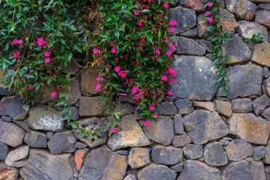 Pembe çiçekli taş büyüyen tropikal bitki botanik bahçe Tenerife, Kanarya Adaları, duvar