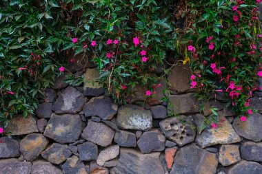 Pembe çiçekli taş büyüyen tropikal bitki botanik bahçe Tenerife, Kanarya Adaları, duvar