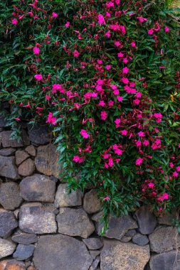 Pembe çiçekli taş büyüyen tropikal bitki botanik bahçe Tenerife, Kanarya Adaları, duvar