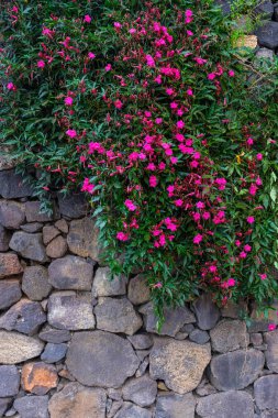 Pembe çiçekli taş büyüyen tropikal bitki botanik bahçe Tenerife, Kanarya Adaları, duvar