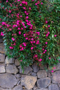 Pembe çiçekli taş büyüyen tropikal bitki botanik bahçe Tenerife, Kanarya Adaları, duvar