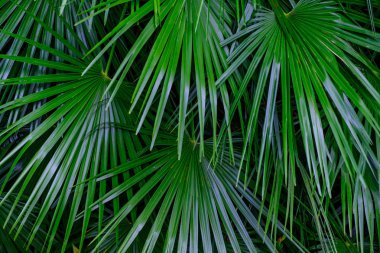 Green tropical plant leaves growing in botanical garden at Tenerife, Canary Islands clipart