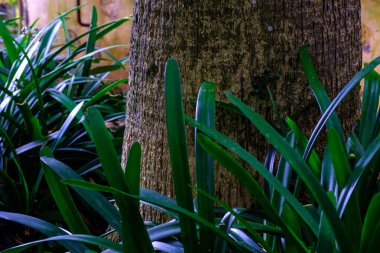 Botanik Bahçe Tenerife, Kanarya Adaları, tropik ağaç gövde ve yeşil bitkiler