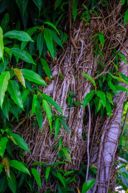 Tenerife, Kanarya Adaları, Botanik bahçesinde büyüyen tropikal bitki