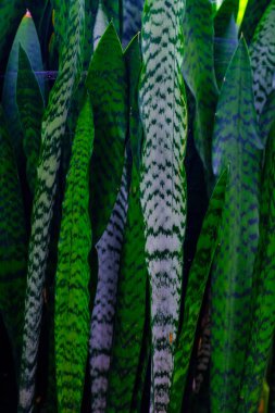 Tenerife, Kanarya Adaları, Botanik bahçesinde büyüyen yeşil egzotik bitkiler