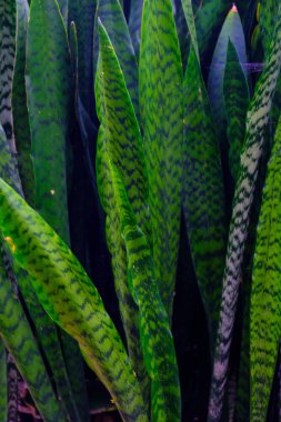 Tenerife, Kanarya Adaları, Botanik bahçesinde büyüyen yeşil egzotik bitkiler