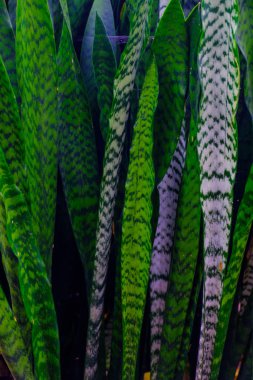 Tenerife, Kanarya Adaları, Botanik bahçesinde büyüyen yeşil egzotik bitkiler