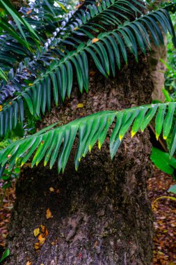 Tenerife, Kanarya Adaları, Botanik bahçesinde büyüyen bitkilerin egzotik yaprakları