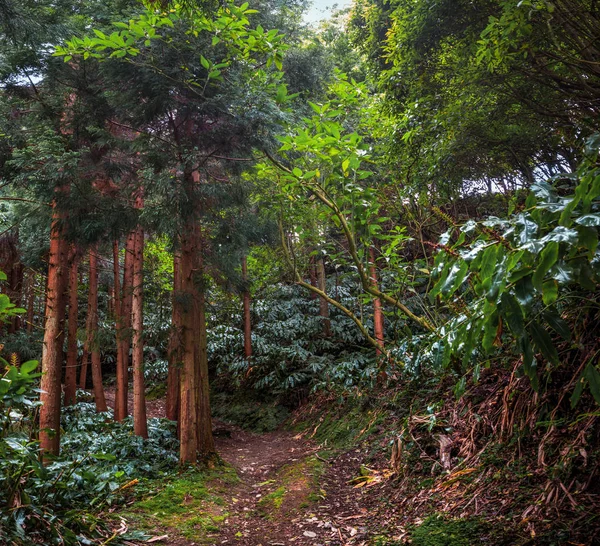 Scenery Woods Azores Portugal Europe — Stock Photo, Image