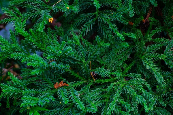 Gałęzie Zielone Drzewo Iglaste Rosnące Ogrodzie Botanicznym Teneryfa Wyspy Kanaryjskie — Zdjęcie stockowe