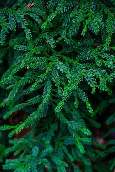 Gałęzie Zielone Drzewo Iglaste Rosnące Ogrodzie Botanicznym Teneryfa Wyspy Kanaryjskie — Zdjęcie stockowe