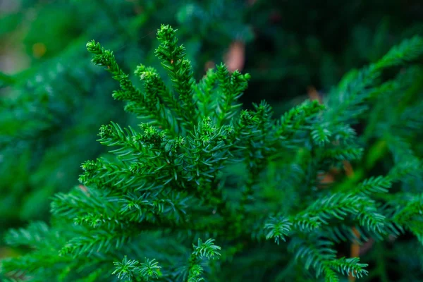 Gałęzie Zielone Drzewo Iglaste Rosnące Ogrodzie Botanicznym Teneryfa Wyspy Kanaryjskie — Zdjęcie stockowe