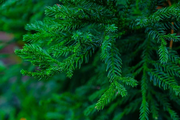 Gałęzie Zielone Drzewo Iglaste Rosnące Ogrodzie Botanicznym Teneryfa Wyspy Kanaryjskie — Zdjęcie stockowe