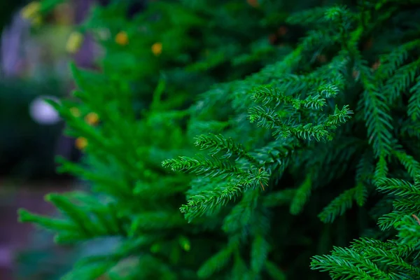 Gałęzie Zielone Drzewo Iglaste Rosnące Ogrodzie Botanicznym Teneryfa Wyspy Kanaryjskie — Zdjęcie stockowe