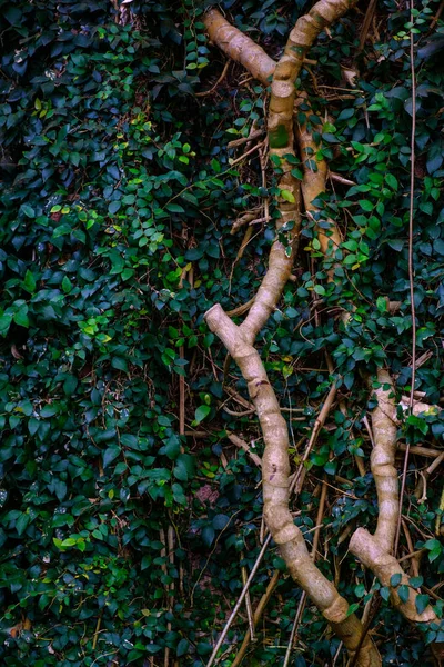 Árvore Tropical Com Folhagem Exuberante Crescendo Jardim Botânico Tenerife Ilhas — Fotografia de Stock