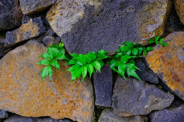 加那利群岛特内里费岛植物园的旧石墙粗糙的表面 — 图库照片