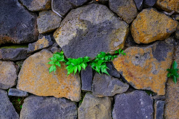 Superfície Áspera Parede Pedra Velha Com Folhas Verdes Jardim Botânico — Fotografia de Stock