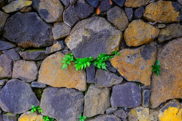 カナリア諸島テネリフェ島にある植物園で葉の緑と古い石壁の凹凸 — ストック写真