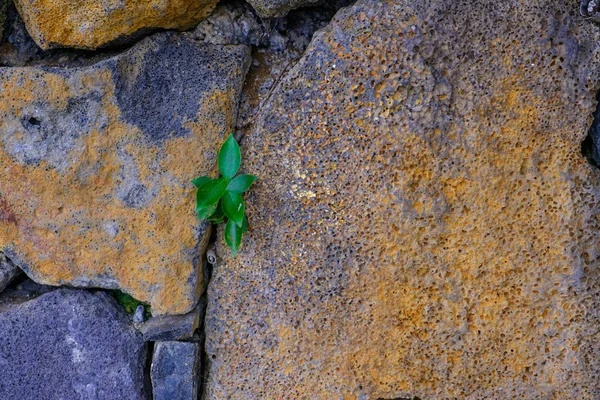 Surface Rugueuse Vieux Mur Pierre Avec Des Feuilles Vertes Dans — Photo