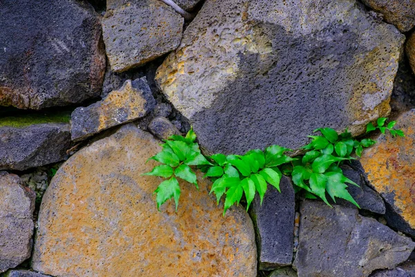 加那利群岛特内里费岛植物园的旧石墙粗糙的表面 — 图库照片