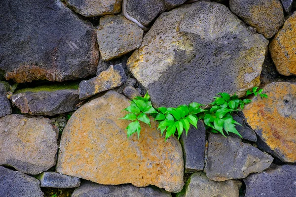 Superfície Áspera Parede Pedra Velha Com Folhas Verdes Jardim Botânico — Fotografia de Stock