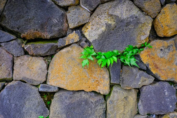 Superfície Áspera Parede Pedra Velha Com Folhas Verdes Jardim Botânico — Fotografia de Stock