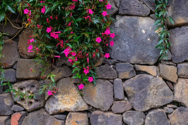 Plantas Tropicales Con Flores Rosadas Creciendo Pared Piedra Jardín Botánico — Foto de Stock