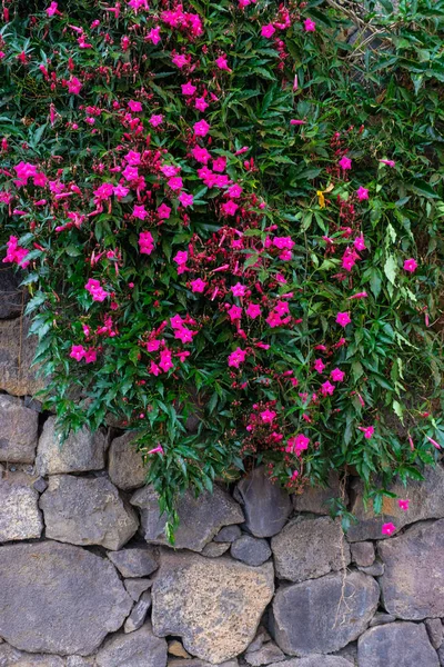 Pembe çiçekli taş büyüyen tropikal bitki botanik bahçe Tenerife, Kanarya Adaları, duvar