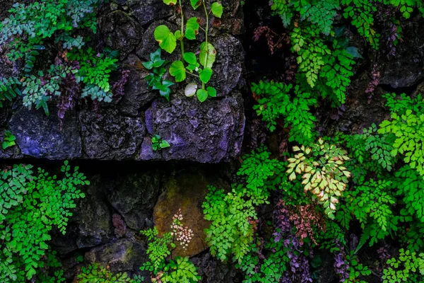 テネリフェ島のカナリア諸島にある植物園の石の壁で育つ緑のシダ — ストック写真