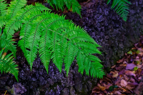 Green ferns growing in stone wall in botanical garden at Tenerife, Canary Islands