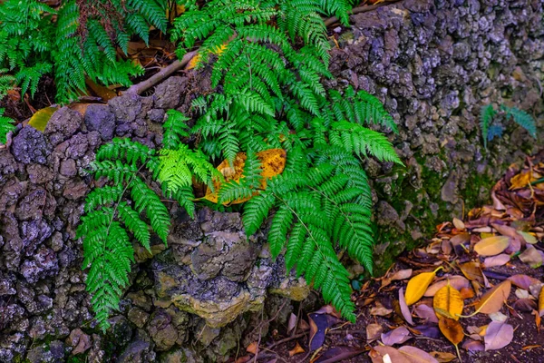 加那利群岛特内里费岛植物园石墙中生长的绿色蕨类植物 — 图库照片