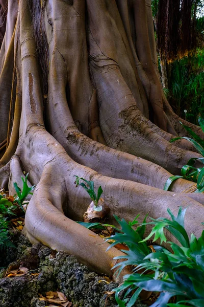 Rośliny Zielone Uprawy Bagażniku Tropikalne Drzewa Ogrodzie Botanicznym Teneryfa Wyspy — Zdjęcie stockowe