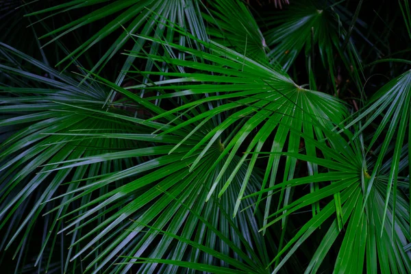 Folhas Plantas Tropicais Verdes Crescendo Jardim Botânico Tenerife Ilhas Canárias — Fotografia de Stock