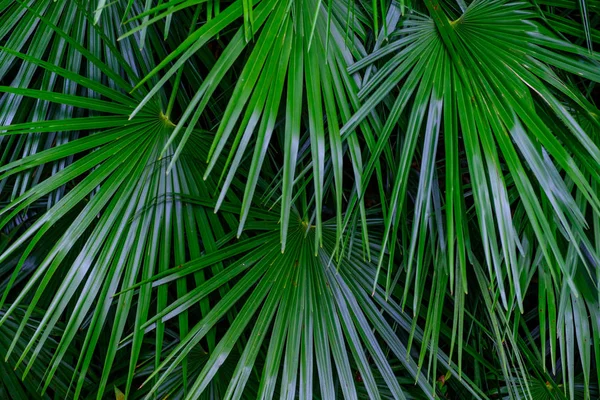 在加那利群岛特内里费岛的植物园里生长的绿色热带植物叶子 — 图库照片