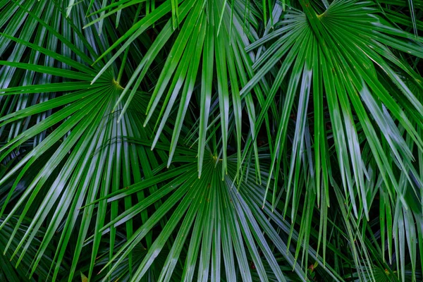 Hojas Plantas Tropicales Verdes Que Crecen Jardín Botánico Tenerife Islas — Foto de Stock