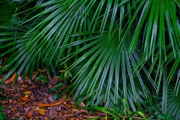 Plantas Tropicais Crescendo Jardim Botânico Tenerife Ilhas Canárias — Fotografia de Stock